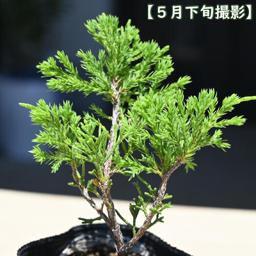 楽天市場】2025年NEW 糸魚川真柏 ポット苗 しんぱく : 園芸百貨店