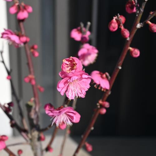 楽天市場】鉢植え 梅鹿児島紅梅2026年3月開花 花梅 : 園芸百貨店何でも