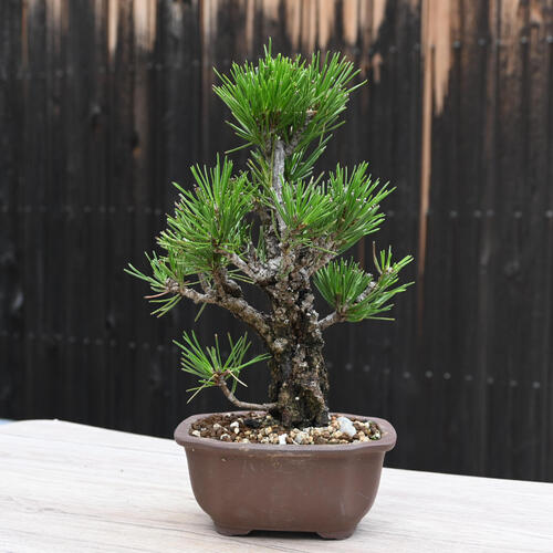 楽天市場】錦松盆栽 本格 黒松 盆栽 : 園芸百貨店何でも揃うこぼんさい