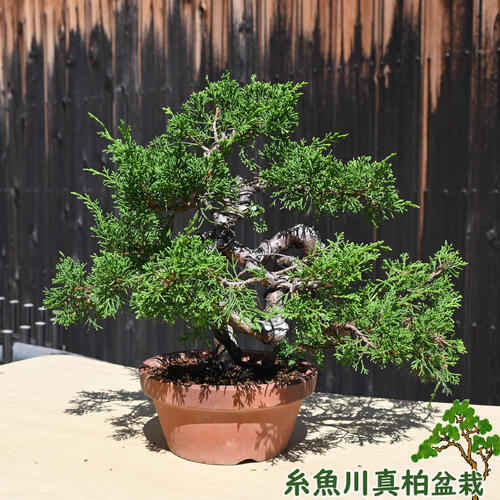 楽天市場】現品 2025年9月2日撮影 糸魚川真柏 盆栽 しんぱく : 園芸