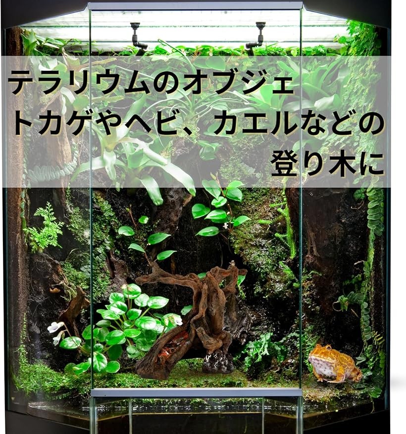 楽天市場】【楽天ランキング1位入賞】爬虫類 流木 登り木 テラリウム