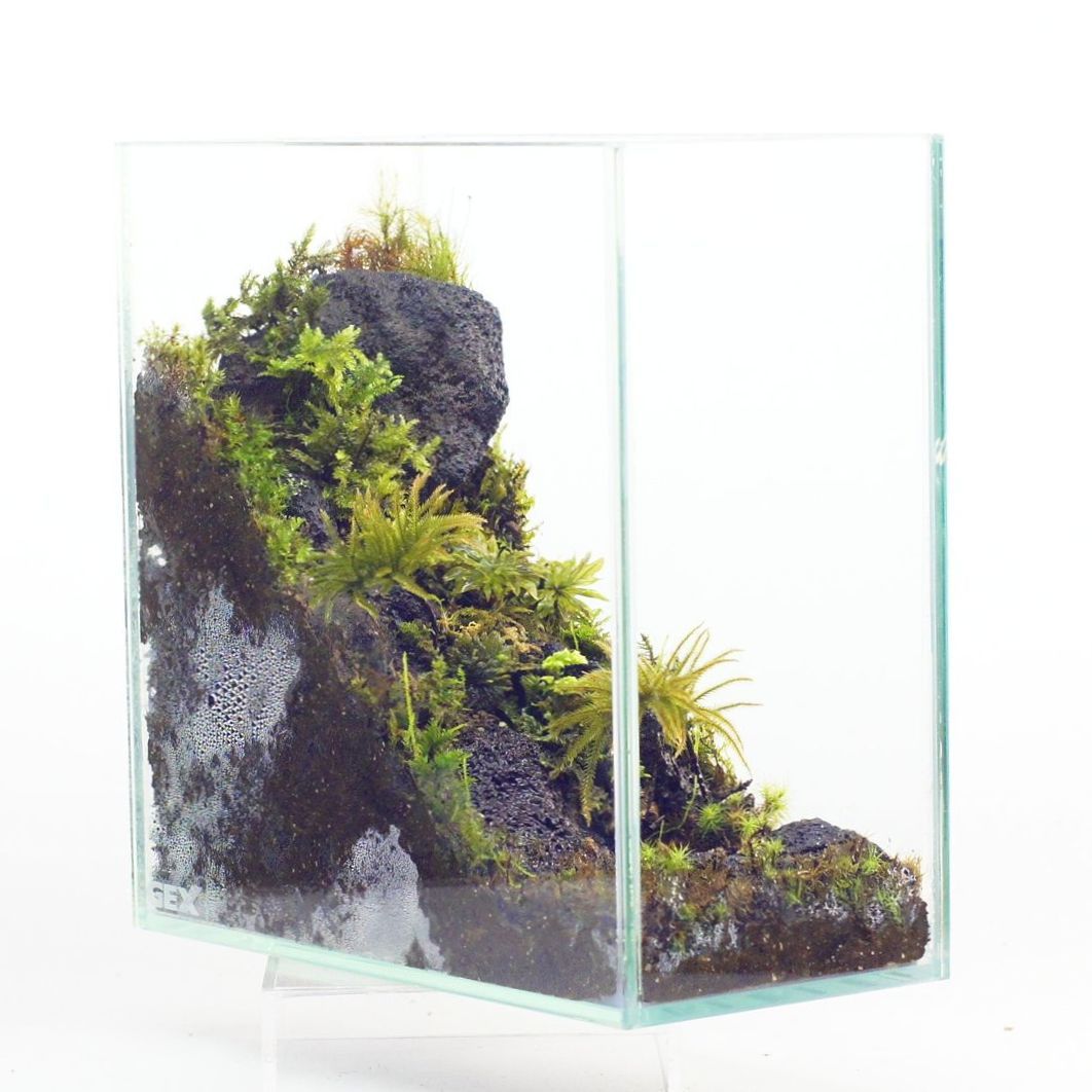 楽天市場】【完成品 現物】奥行き感のある 苔テラリウム ガラス水槽