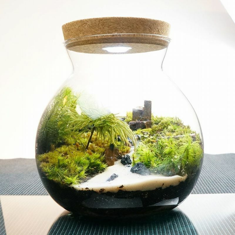楽天市場】【完成品】LEDライト付 ボトルテラリウム 16cm 苔テラリウム