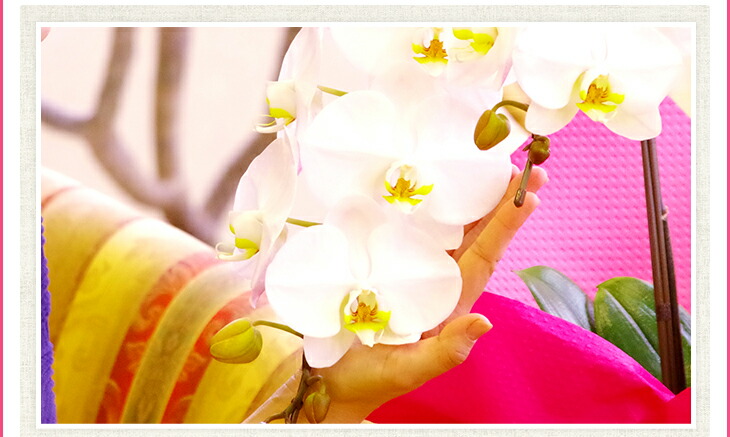 楽天市場】今ならつぼみ、または花付き！--『大輪白胡蝶蘭 「V3」【花