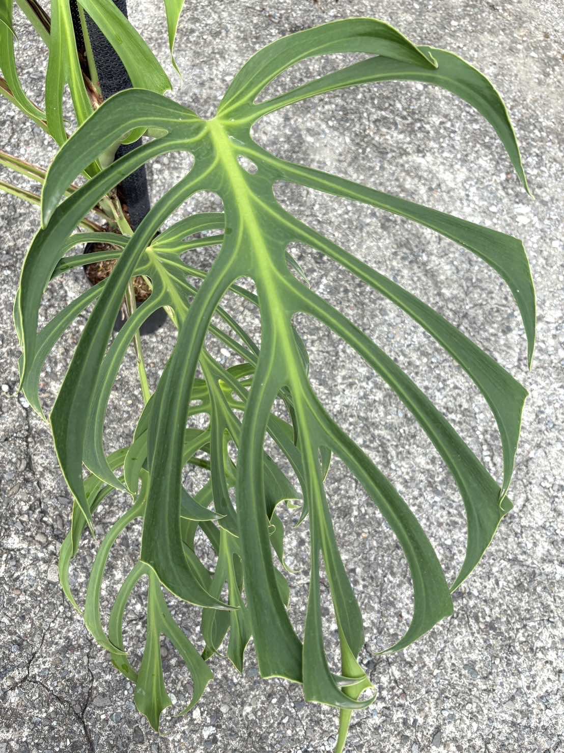 楽天市場】『モンステラ バールマルクスフレーム』Monstera 'Burle