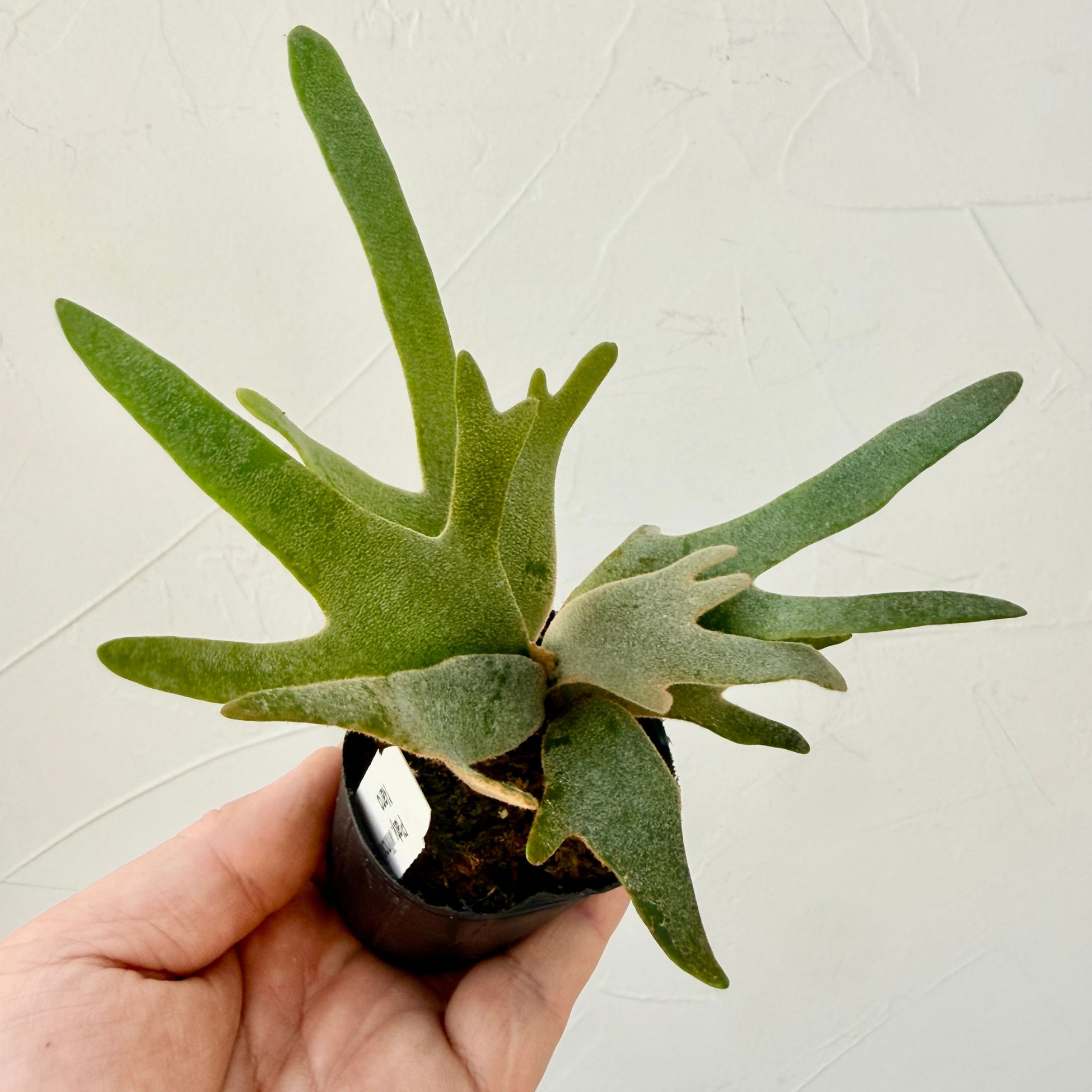 楽天市場】『ビカクシダ ウィリンキー ナノ』コウモリラン ドワーフ 2