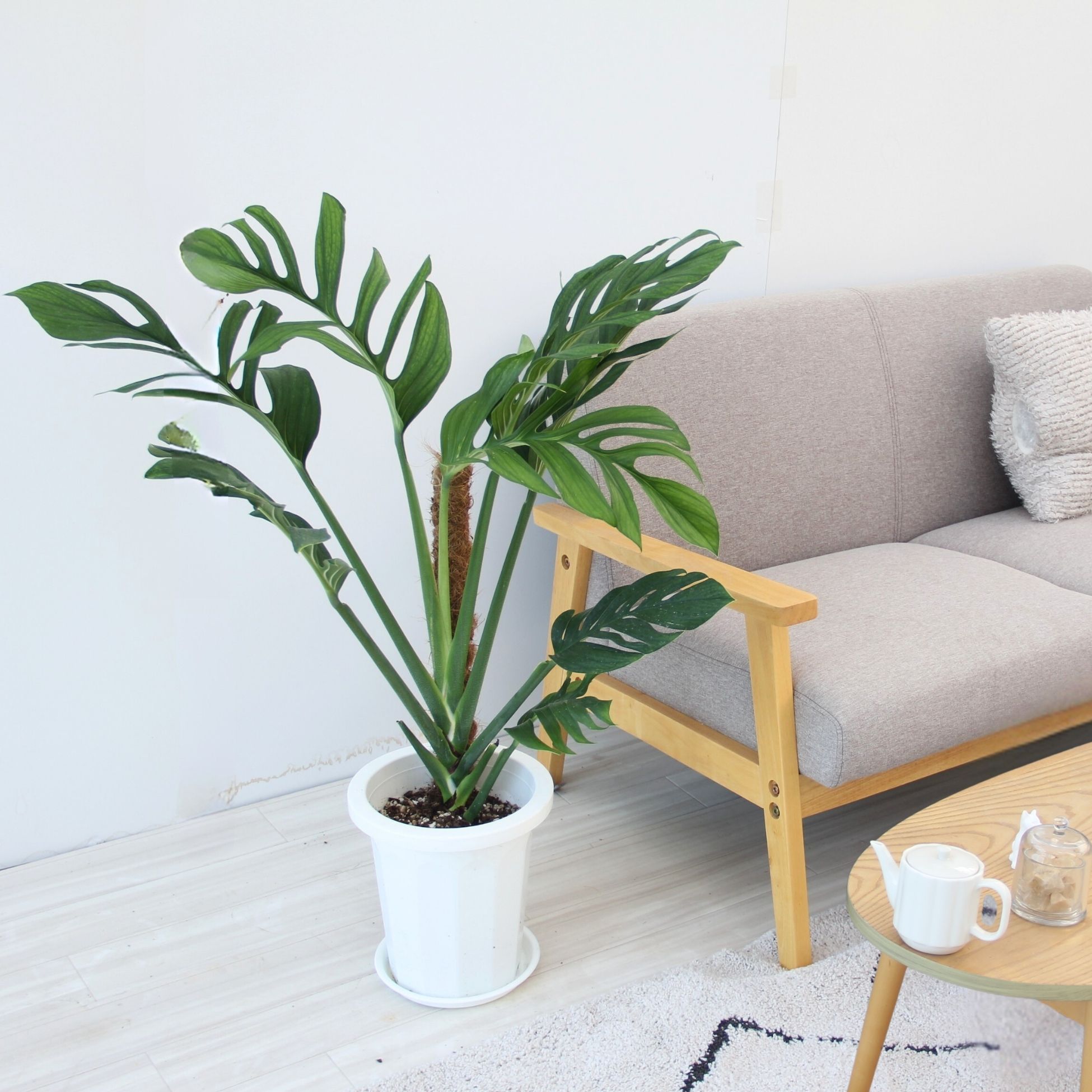 楽天市場】『モンステラ ジェイドウイング』Monstera 'Jade Wing' 8号