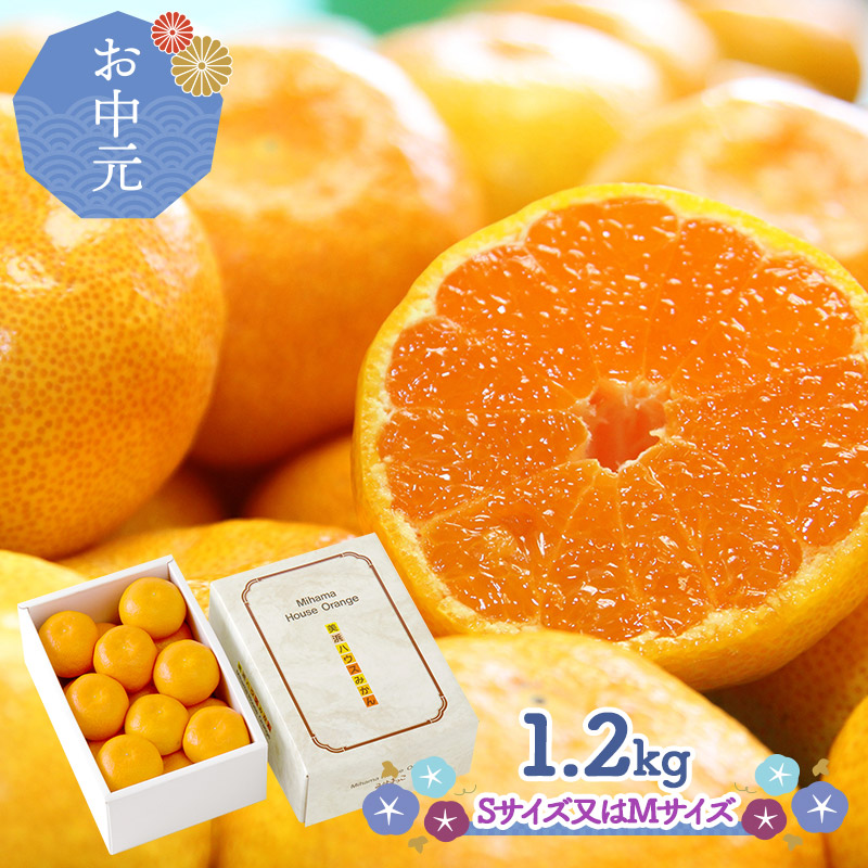楽天市場】【2025/7/3〜7/31お届け 】 みはまっこ 温室みかん 1.2kg