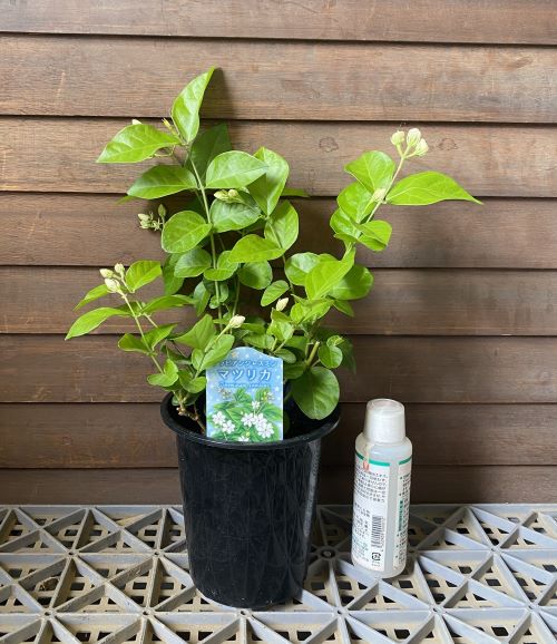 楽天市場】ホワイトローズピカケ ジャスミン 一重咲き（4.5寸鉢