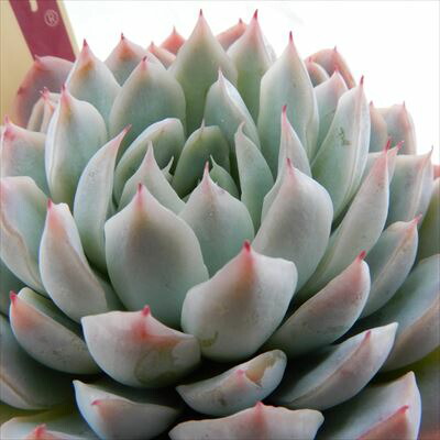 楽天市場】多肉植物 oriミックスベリア No.022 三日月 多肉植物 お