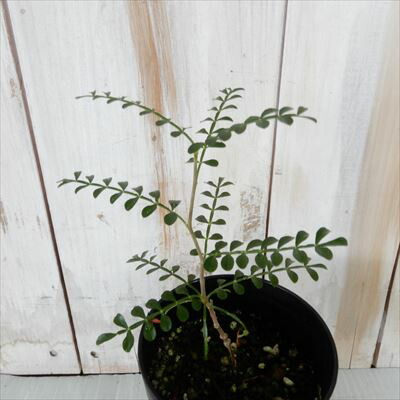 楽天市場】多肉植物 caオペルクリカリア パキプス 実生 7.5cmポット