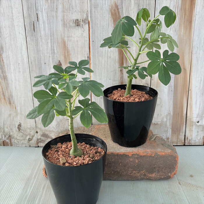 アデニアグラウカ 幹幅6.0cm 実生 美しい樹形 塊根植物 コーデックス