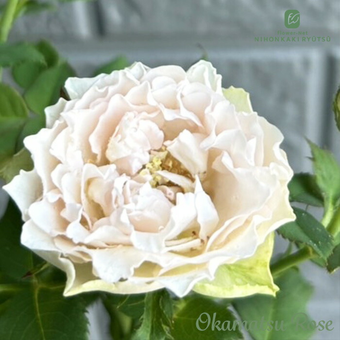 楽天市場】予約販売 バラ苗 バラ新苗 刀 契約品種 薔薇 ばら 国産苗