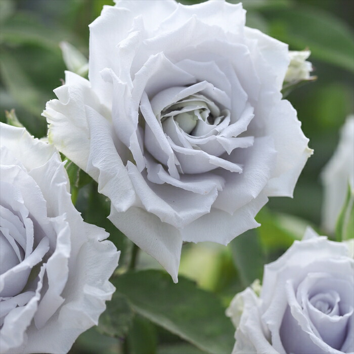 楽天市場】予約販売 バラ苗 バラ大苗 河本バラ園 ブルーヘブン