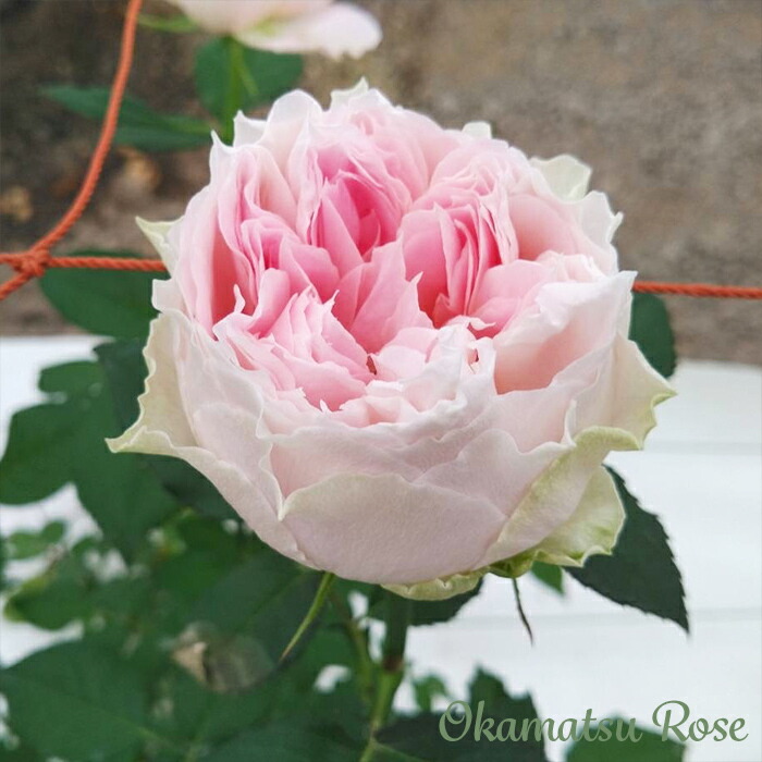 楽天市場】予約販売 バラ苗 バラ新苗 うさぎ 契約品種 薔薇 ばら 国産