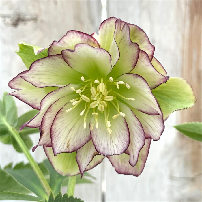 楽天市場】クリスマスローズ フレグランスダブル ホワイトグリーン