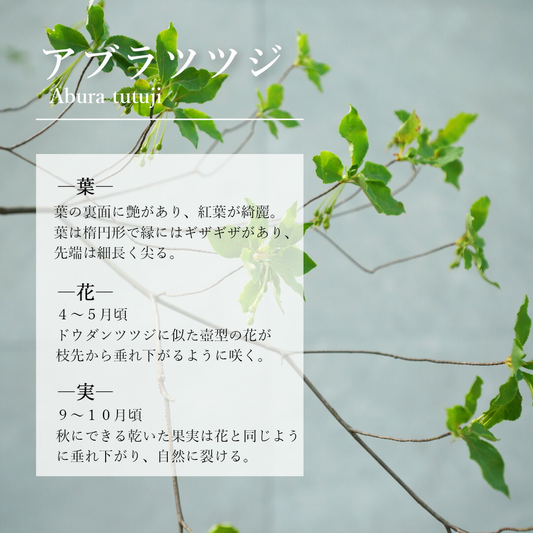 アブラツツジ 3本立ち 山採り 楽天市場】【現品】山採り【アブラツツジ