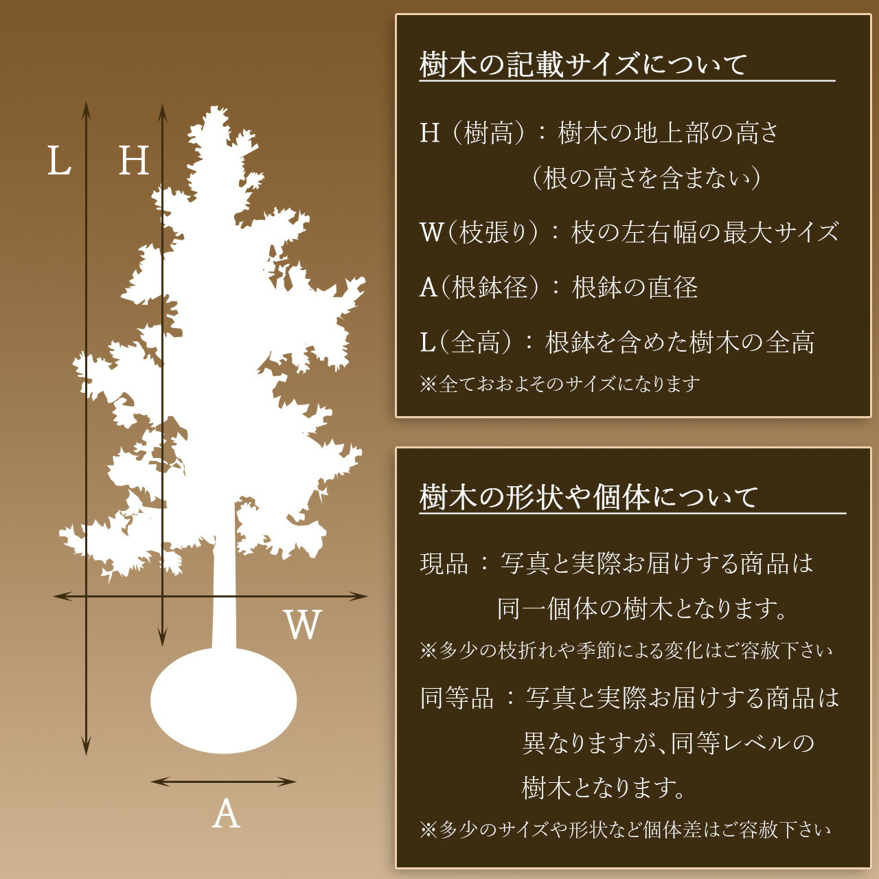 楽天市場】【現品】山採り【バイカツツジ】バイカドウダンツツジ 梅花