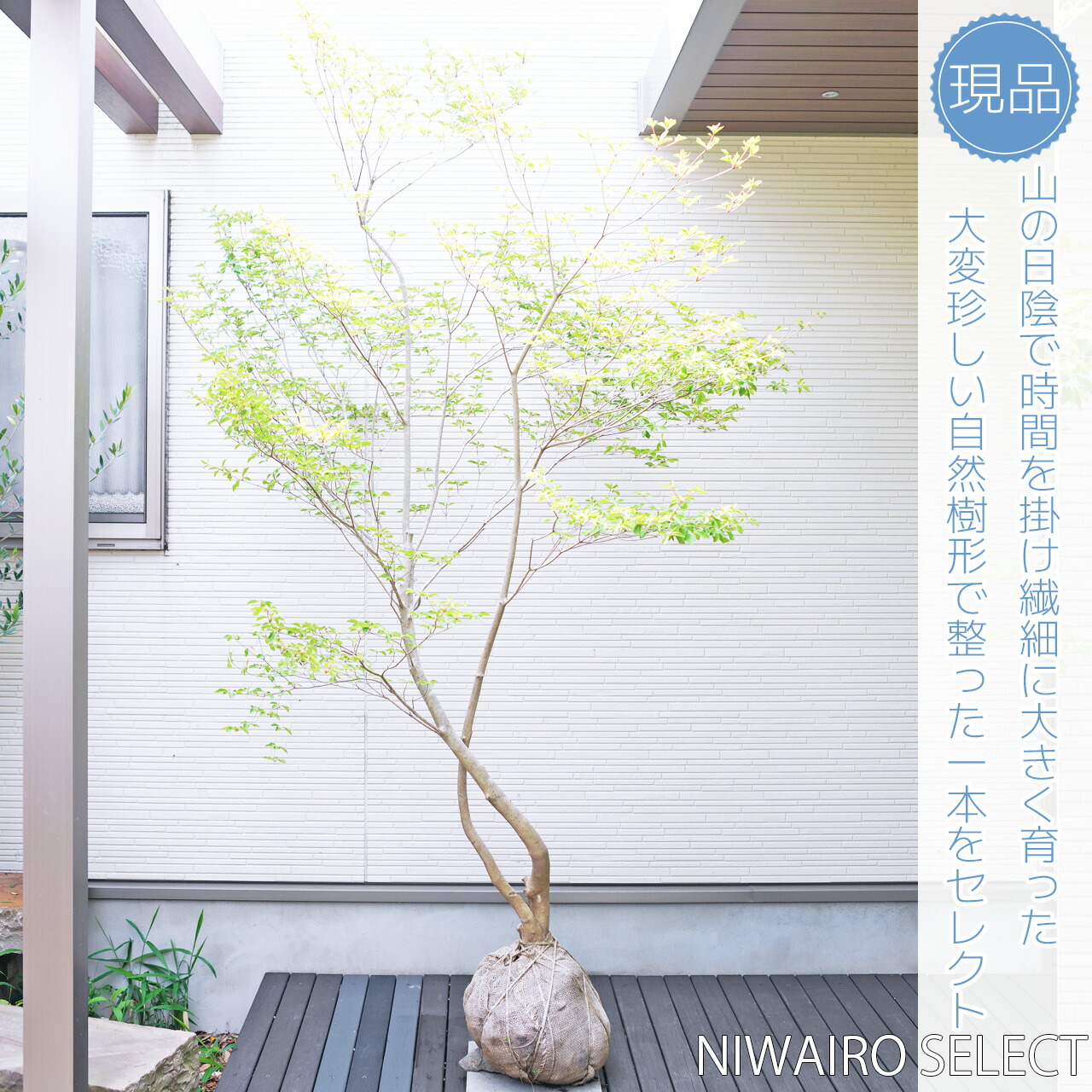 楽天市場】山採り【ドウダンツツジ】 自然樹形 株立ち 樹高H≒210 × 枝