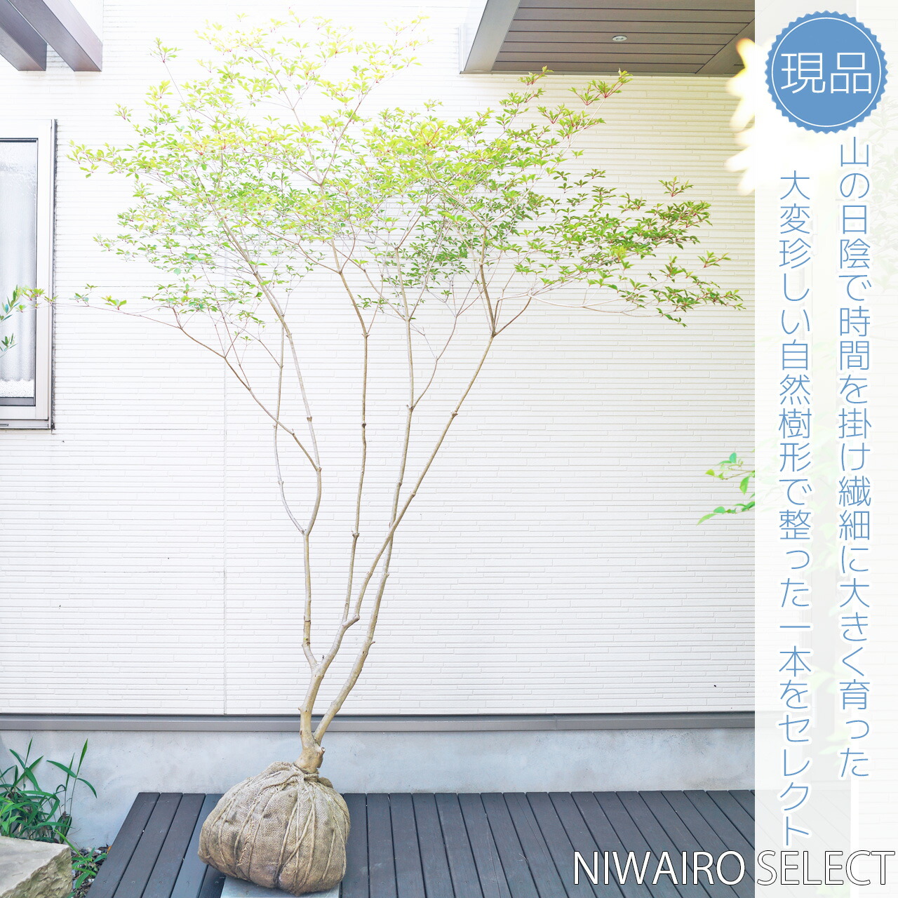 鮮美透涼。山採りドウダンツツジ。 上品。山採りドウダンツツジ。 楽天市場】山採り【ドウダンツツジ