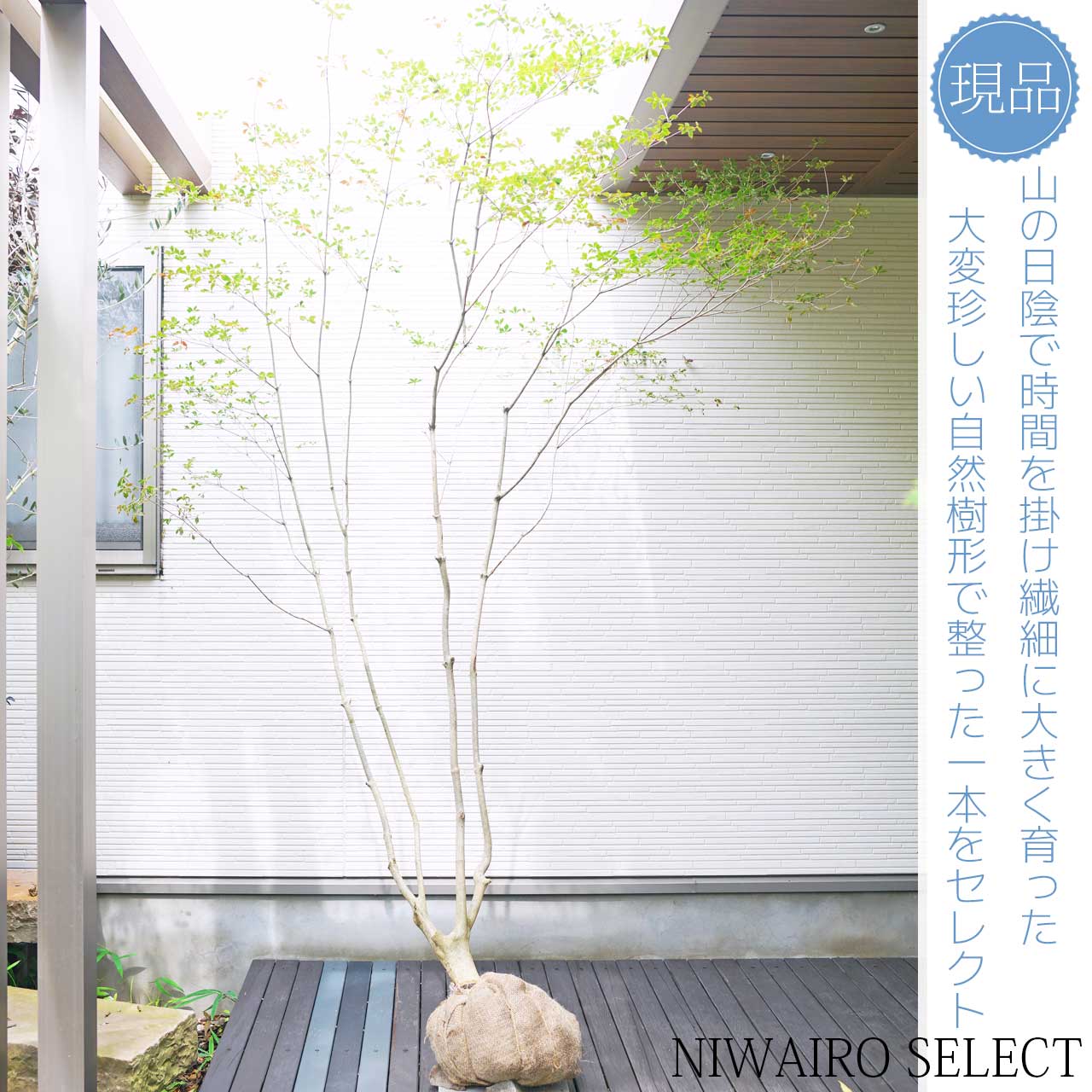 送料込み。山採りドウダンツツジ。 楽天市場】山採り【ドウダンツツジ