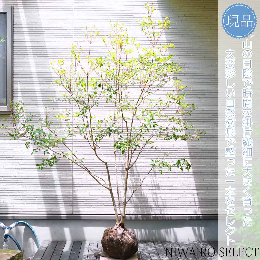 上品。山採りドウダンツツジ。 楽天市場】山採り【ドウダンツツジ