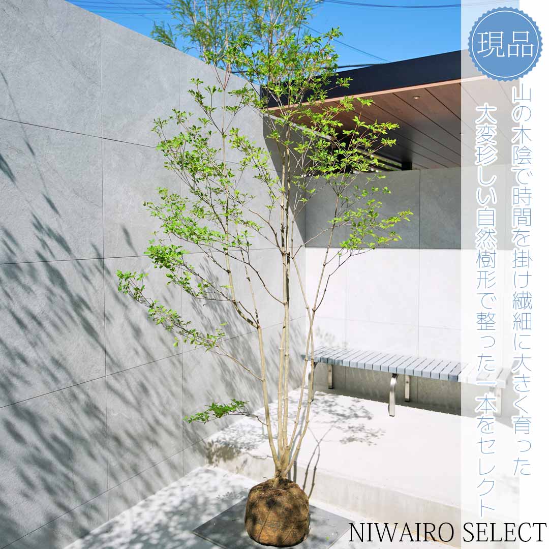 上品。山採りドウダンツツジ。 楽天市場】山採り【ドウダンツツジ