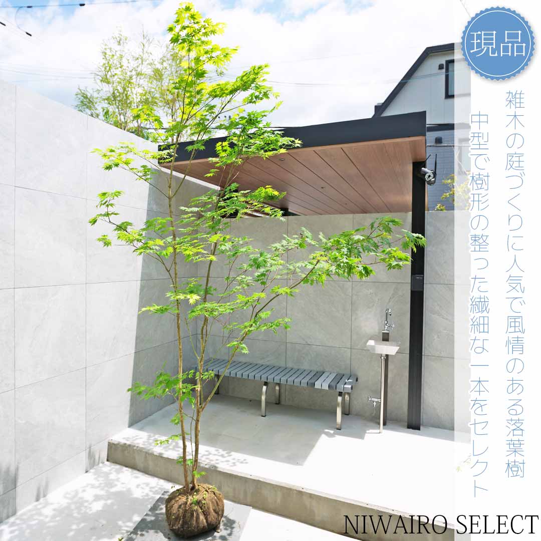 山採り ヒナウチワカエデ アオダモ 混合株 楽天市場】【現品】山採り