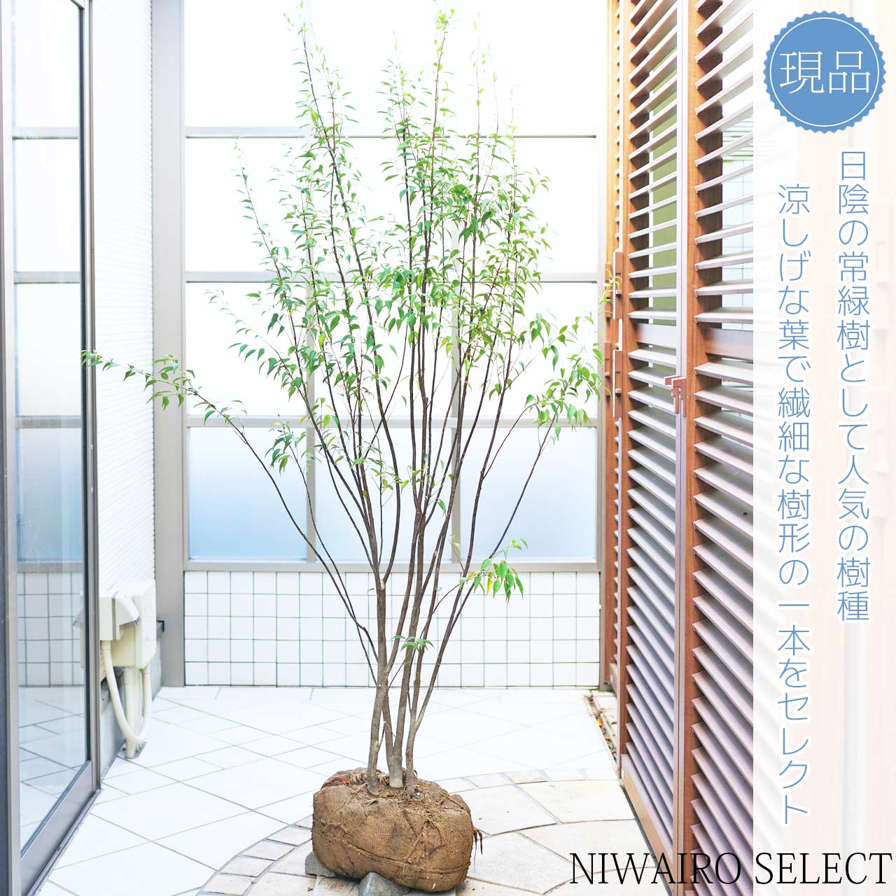 楽天市場】【ハイノキ】 株立ち 自然樹形 雑木風 樹高H≒180 × 枝張W