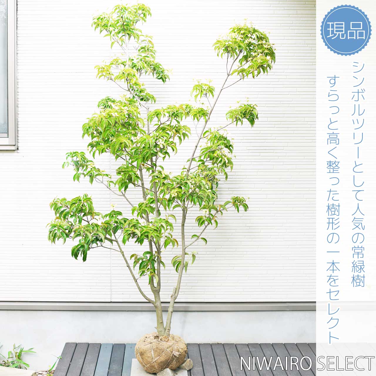 楽天市場】【常緑ヤマボウシ】 ホンコンエンシス 月光 株立ち 自然樹形