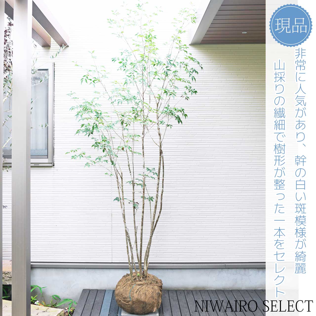 楽天市場】山採り【アオダモ】 株立ち 自然樹形 コバノトネリコ 樹高H