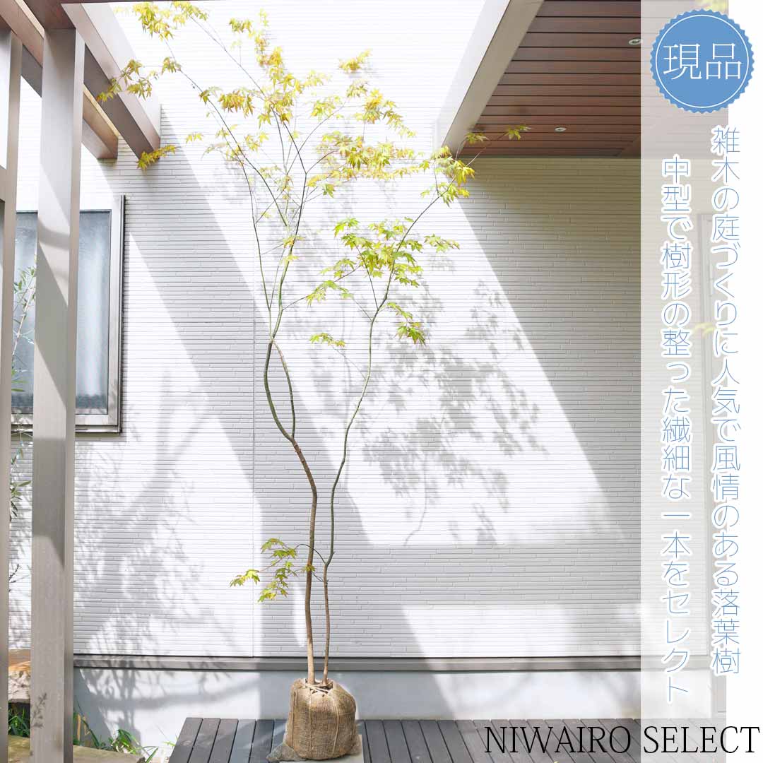 山採り 山モミジ 自然樹形 株立ち 5本立ち 山採り