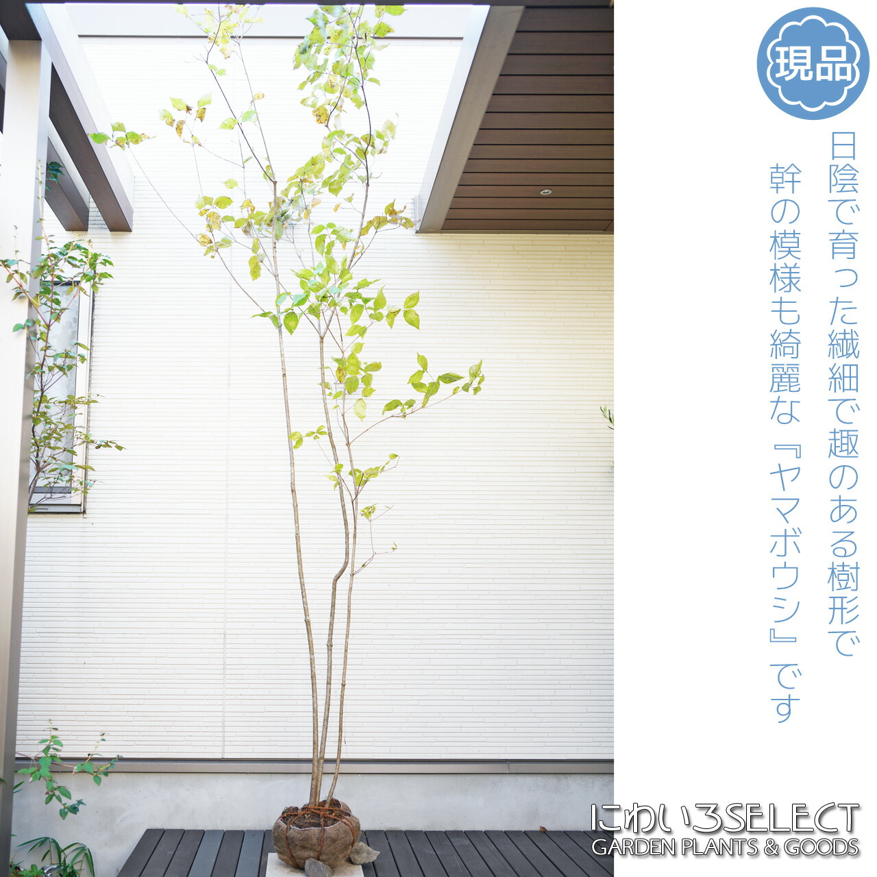 楽天市場】山採り【ヤマボウシ】 株立ち 自然樹形 樹高H≒285 × 枝張W