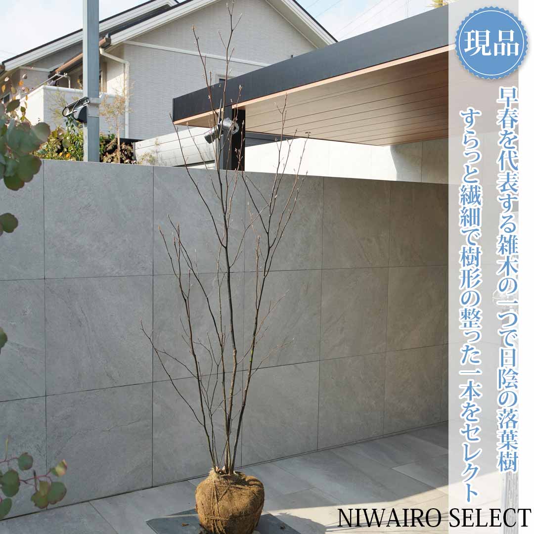 楽天市場】クロモジ（花・ガーデン・DIY）の通販