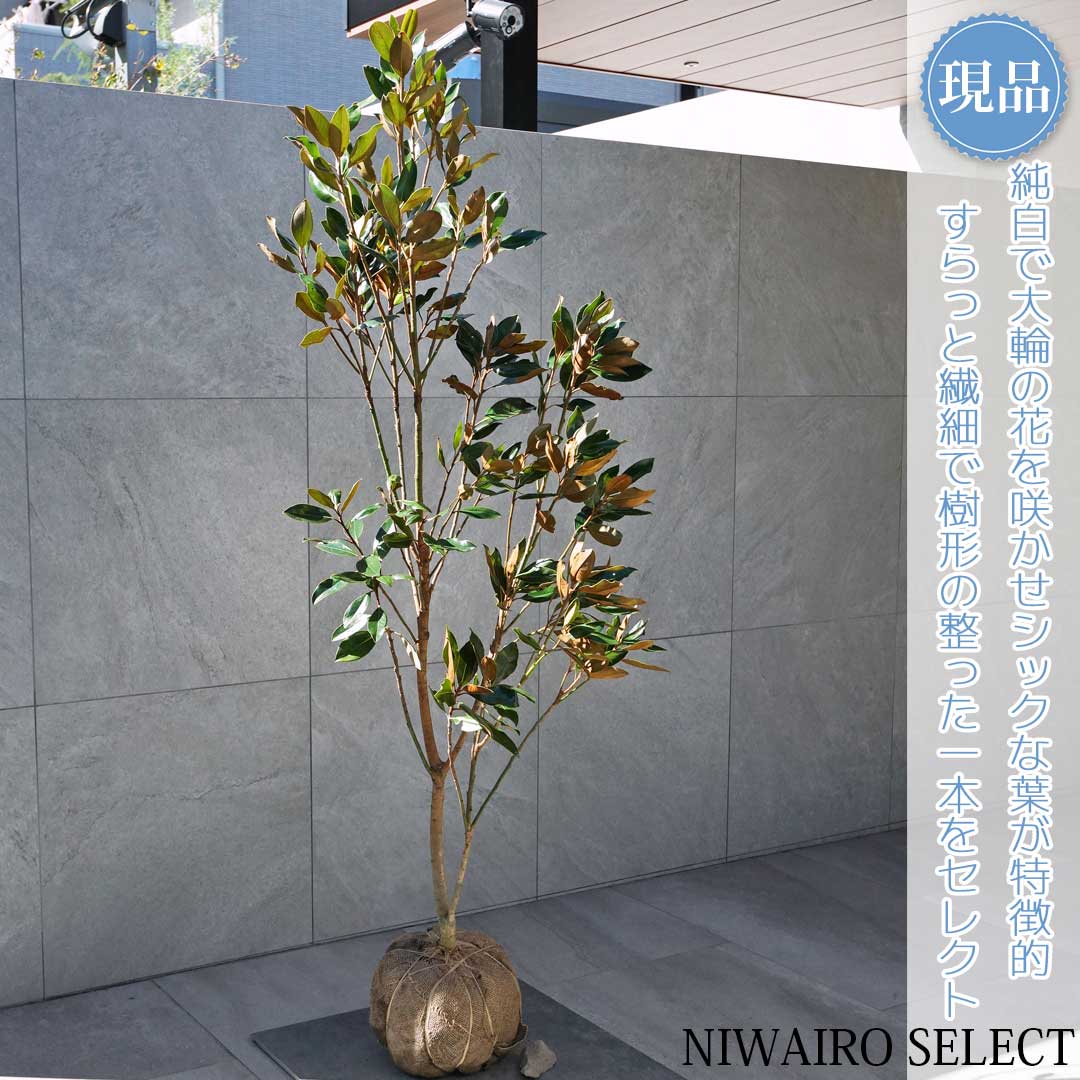 リトルジェム」の人気商品一覧 | 安い商品を通販サイトから探す - 価格.com