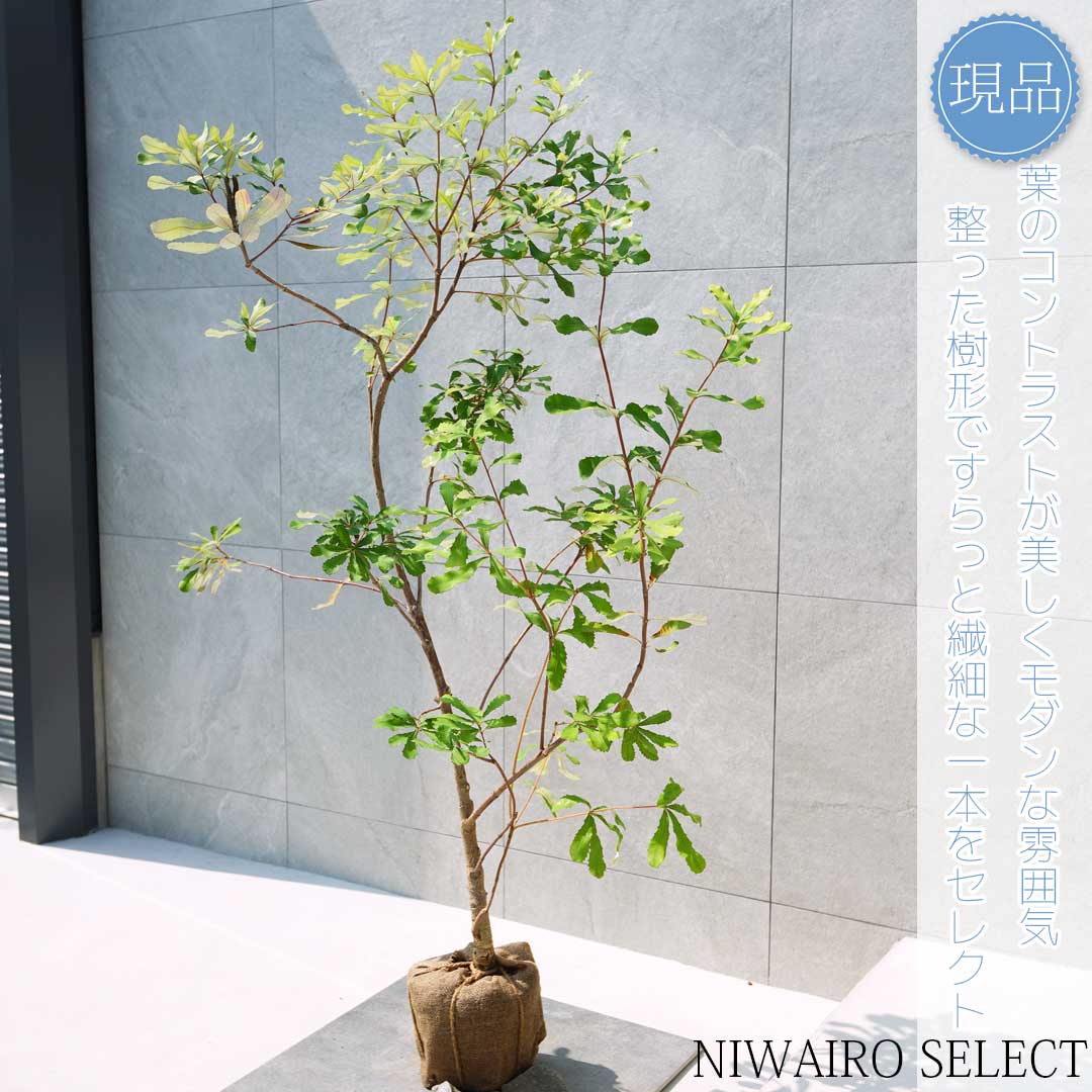 楽天市場】【現品】【バンクシア】コーストバンクシア オージー