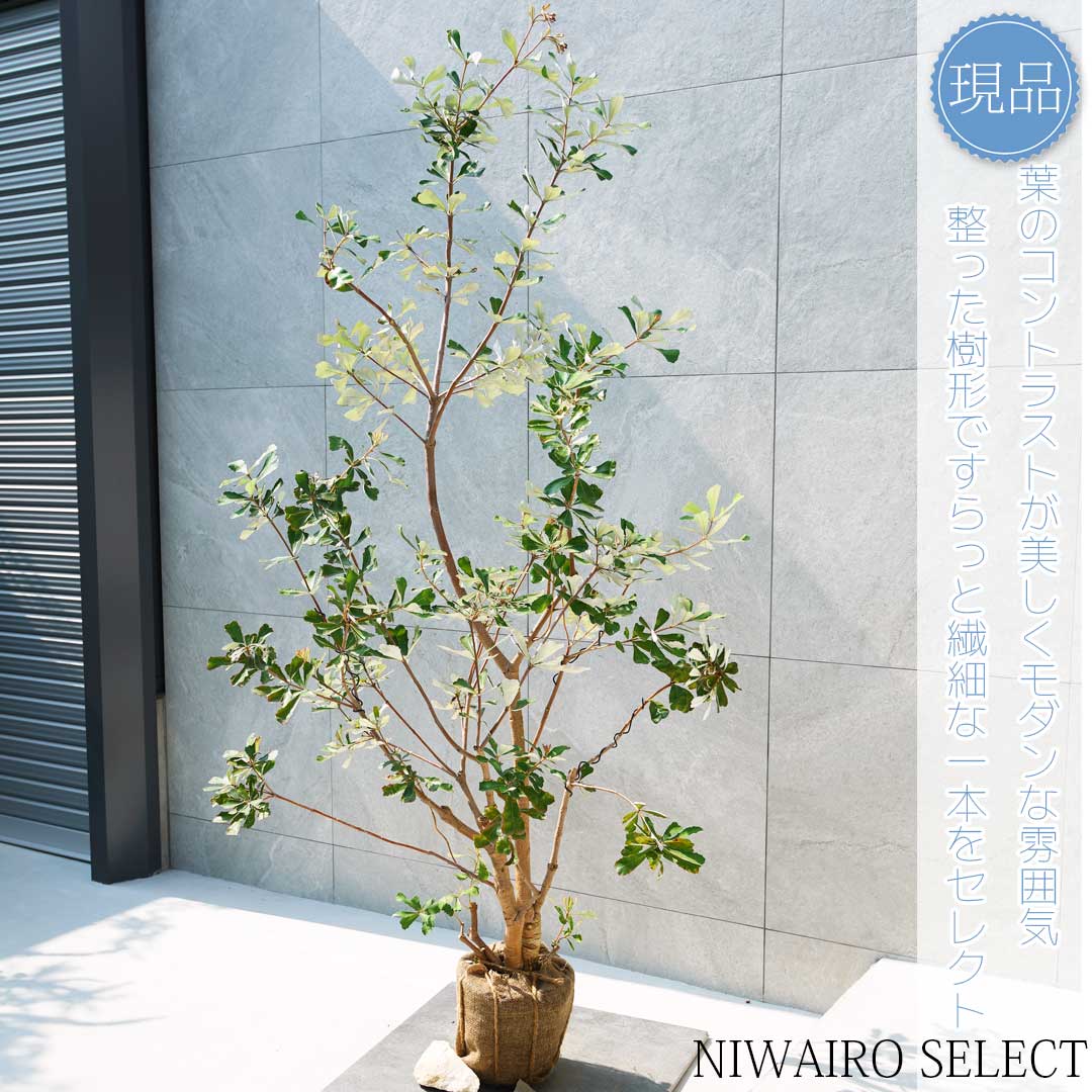 楽天市場】【現品】【バンクシア】コーストバンクシア オージー