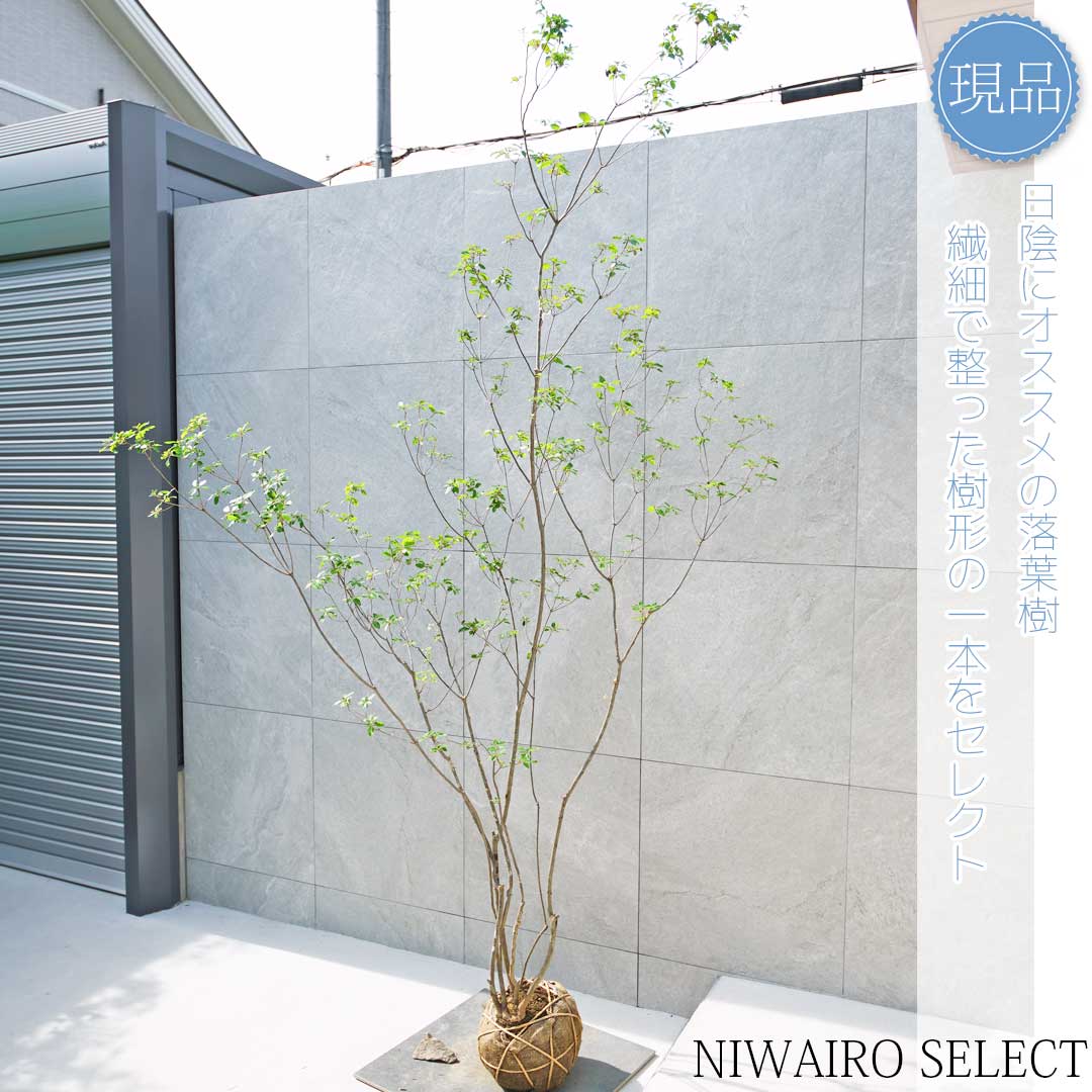 楽天市場】【現品】山採り【バイカツツジ】バイカドウダンツツジ 梅花