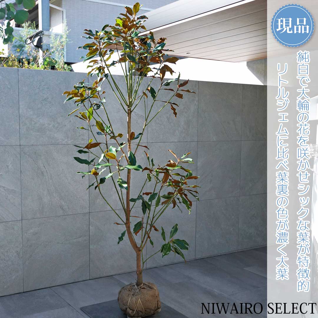 楽天市場】【現品】【ケイパレス】タイサンボク 矮性 自然風樹形 樹高H