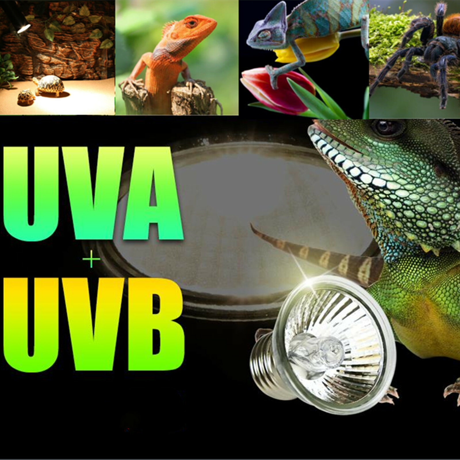 楽天市場】3点セット 保温電球 爬虫類照明 ライト 両生類用ライト UVA