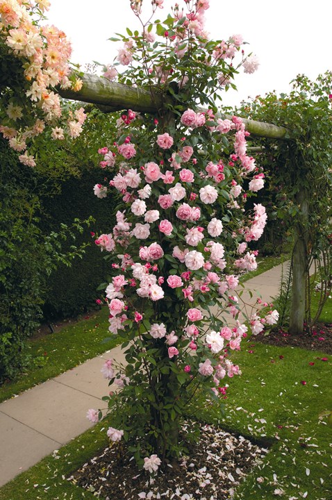 楽天市場】メアリー・ディレイニー(Ausorts)（大苗）7号鉢植え