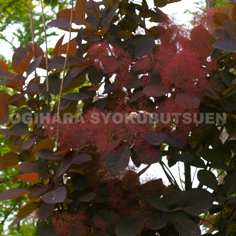 楽天市場】スモークツリー 'ルブリフォリウス' : おぎはら植物園