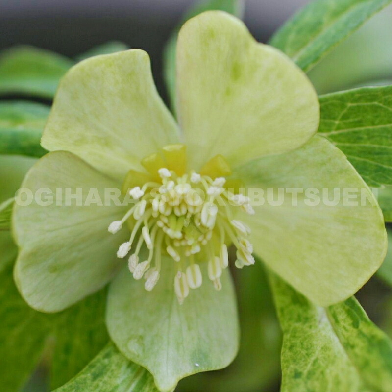 楽天市場】クリスマスローズ オドルス : おぎはら植物園