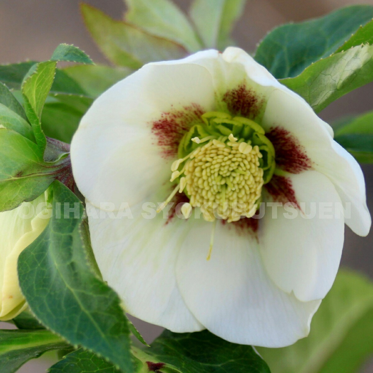 楽天市場】クリスマスローズ ホワイト フラッシュ系（シングル）大苗