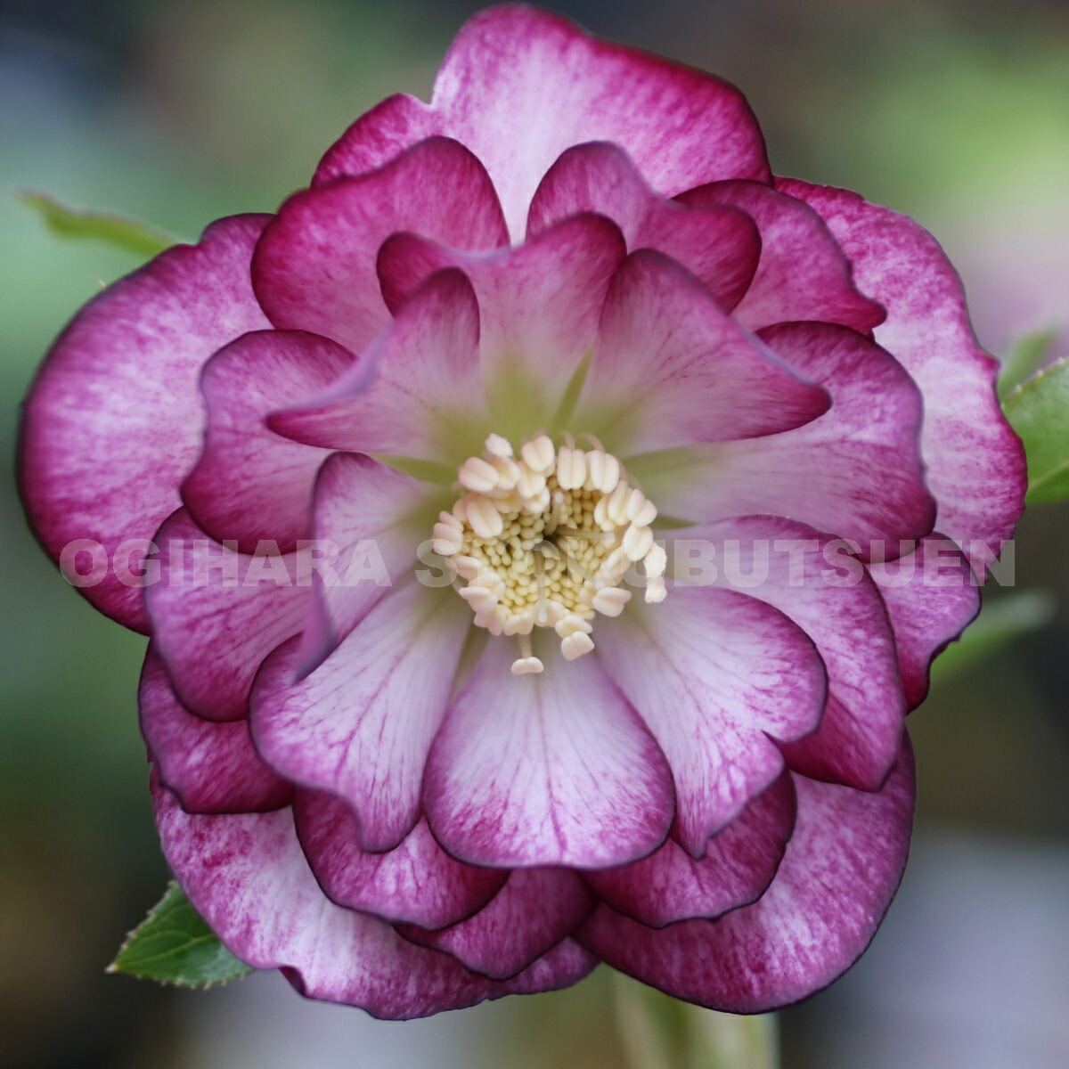 楽天市場】クリスマスローズ バイカラーダブル 大苗 : おぎはら植物園