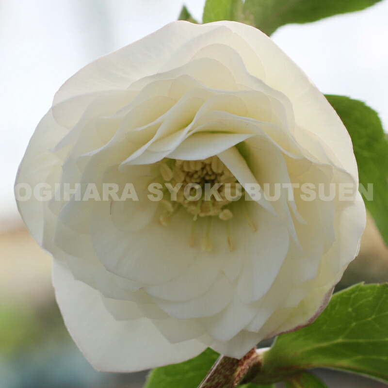 ♡開花中♡クリスマスローズ小輪ホワイト多弁 クリスマスローズ・多弁