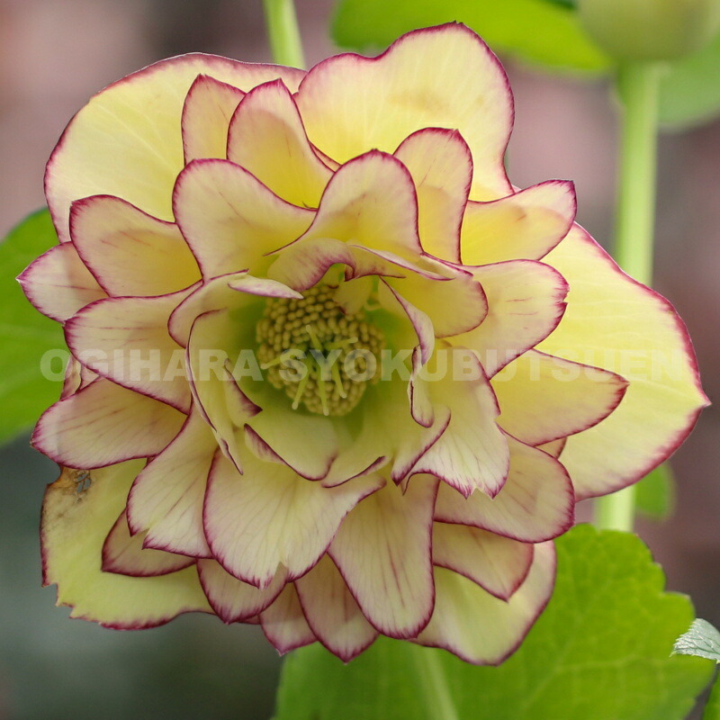 楽天市場】クリスマスローズ 多弁ダブル イエロー ピコティ系 大苗