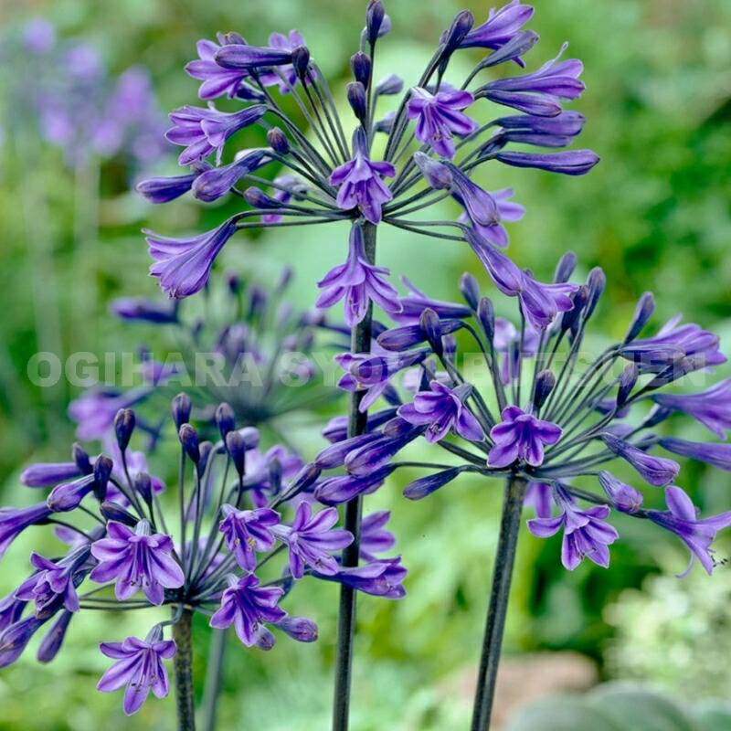 楽天市場】アガパンサス 'バック イン ブラック' : おぎはら植物園