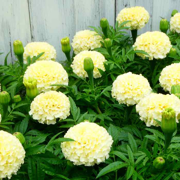 楽天市場】マリーゴールド アフリカン種 ホワイトゴールドマックス