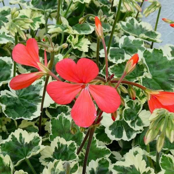 楽天市場】ゼラニウム 斑入り フランクヘッドレイ 淡オレンジ花 赤花